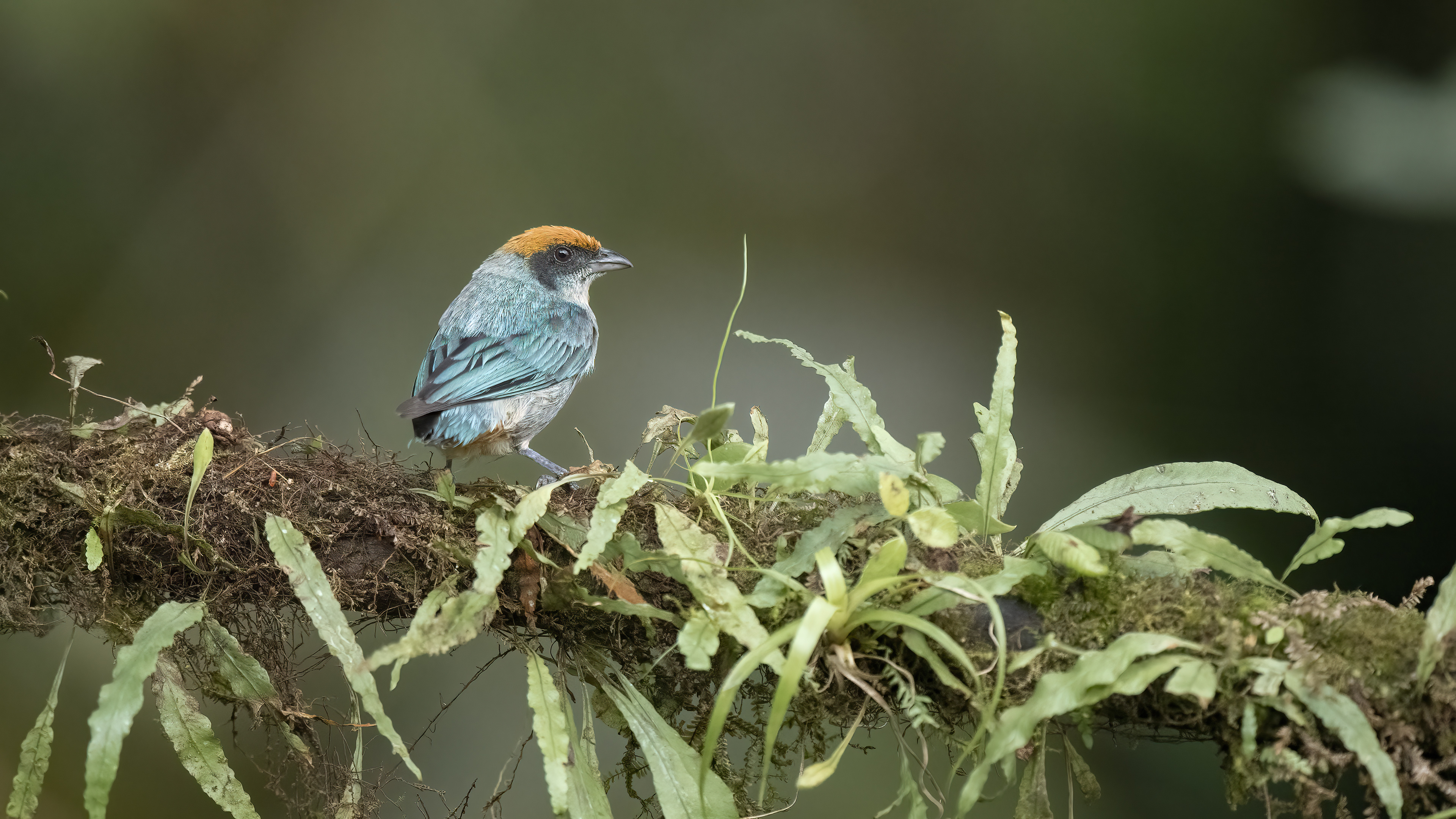 Scrub Tanager